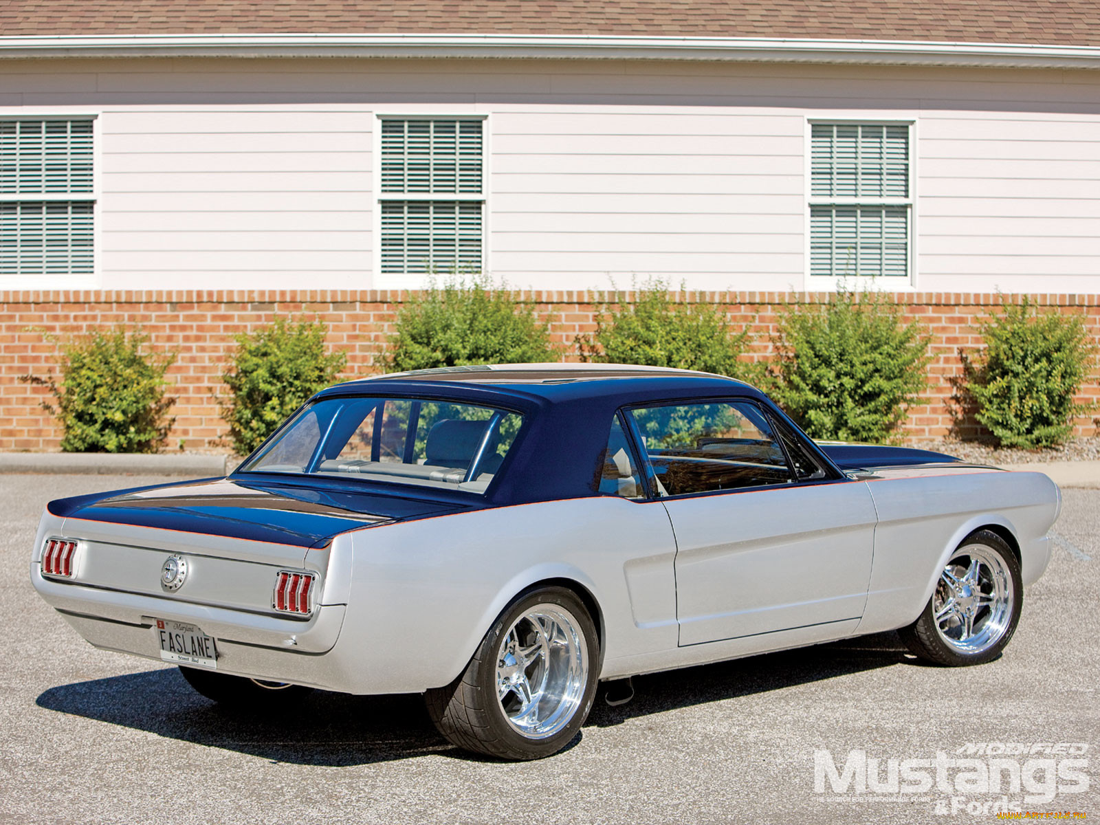 , mustang